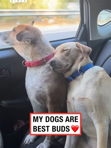 Funny Ear Flapping Moments in the Wind