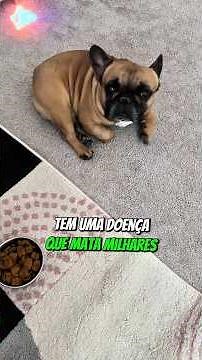 Verme do Coração em Cães ❤️🐶 A Doença Silenciosa Que Mata Sem Avisar #cachorro #pets