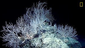 17K views · 252 reactions | 7,500 ft deep in the Gulf of Mexico, scientists happened upon a hidden forest. | National Geographic TV | Facebook
