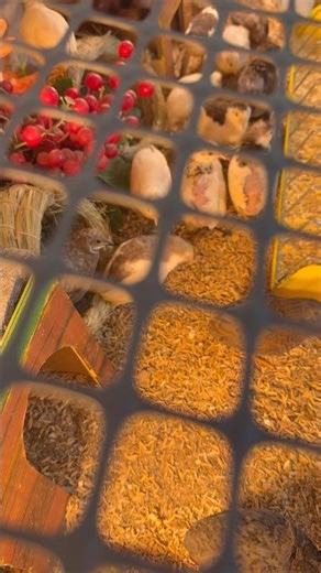 Tiny Chicken Singing Beautiful Sounds | Pure Nature Art Short