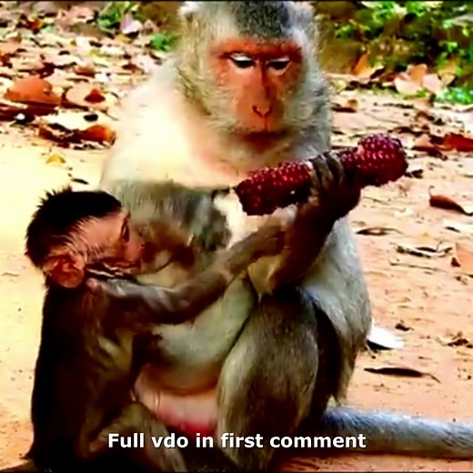 39K views · 533 reactions | Poor Baby Monkey Struggles To Get Food With Monkey Mom Curiously 沈 Check full Story In First Comment | Hello Monkey | Facebook