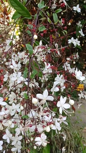 🌸 Turn Heads with Hanging Beauty! The Chain of Glory Plant adds instant charm to your garden 💚 🛍️ Shop now from NatureMart.in – Your Plant Paradise! 🌿 | Naturemart.online