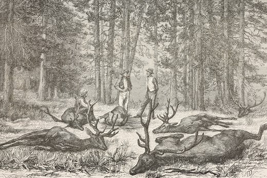 Eastern Elk: Conservation Lessons Learned From Their Extinction in Early America