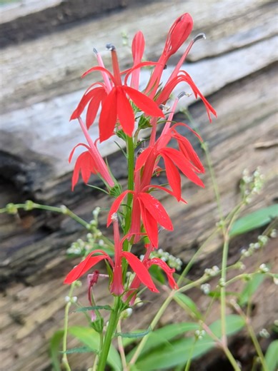 A beautiful cardinal flower (Lobelia cardinalis) growing in bottomland forest in Illinois. September 2025 #wildflowers #wildflower #redflower #cardinalflower #lobelia