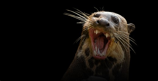 River Otter Attacks And Drags Child Underwater In Terrifying Encounter