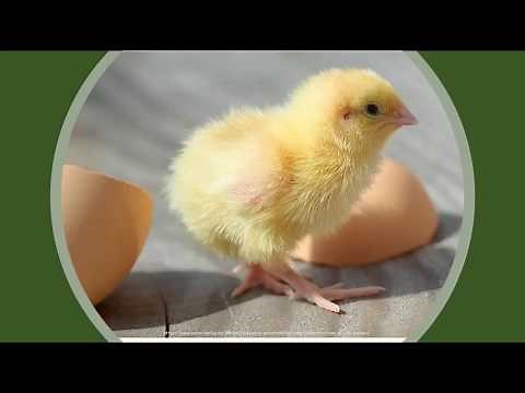 Fortpflanzung der Vögel Teil 1