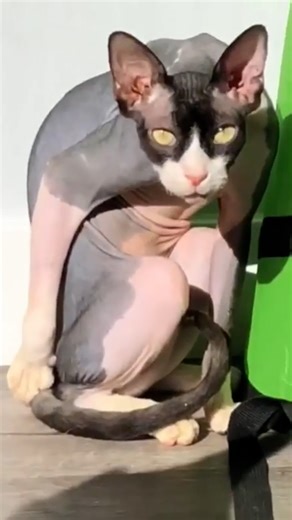 430K views · 13K reactions | He tortures Mom with his gaze — and she dare not approach him  The Dark Lord's peasant, Amanda, described this menacing entity that is her cat... and ponders what she's done to deserve such treatment  Dare to enter his realm  Follow The Dark Lord on Instagram: thedo.do/darklord | The Dodo | Facebook
