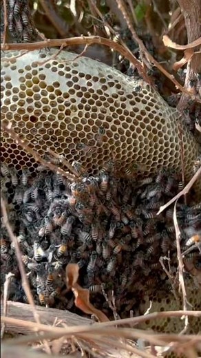 Wild Honey Harvesting 🍯 | Traditional Natural Honey Collection from Wild Bees