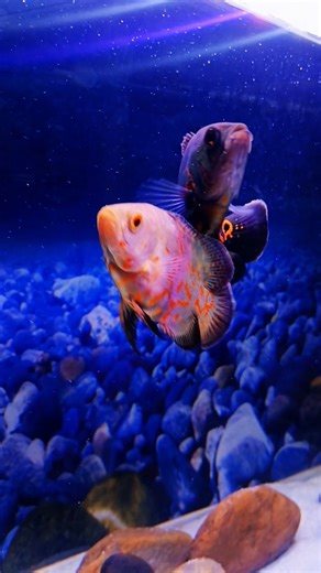 My baby Oscar are swimming gracefully ✨😇 #oscarfish #fishkeepinghobby #viralshorts