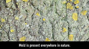 ServiceMaster Restore on Reels