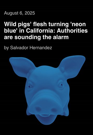 What’s turning the pigs blue? #sciencetok #animals #california #scienceteacher #learnontiktok #learning #stem