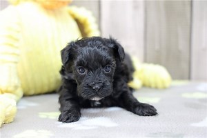 Kellen - Havapoo Puppy 3917CC