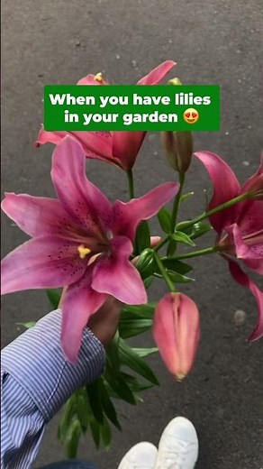 The Best Way to Grow and Multiply Garden Lilies
