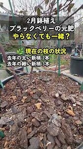 February | Potted Blackberry Plants: Base Fertilizer | Why Skipping Fertilizer Makes a Difference...