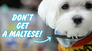 140K views · 4.5K reactions | 3 Things You Need to Know Before Getting a Maltese Dog ❤ . . #maltesedog #maltese #dogs #doggo #malteselovers #dogcaretips #lifewithdogs #malteselife #dogsofinstagram #DogsOfFacebook | Maltese Angels - A-Rod and Bailey | Facebook
