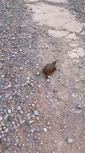 #creepycrawly #oklahoma #wildlife #boxturtle Ornate Box Turtle