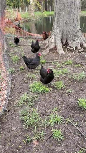 5/2/23 Spring chickens