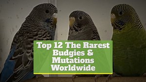 Top 12 The Rarest Budgies & Mutations Worldwide
