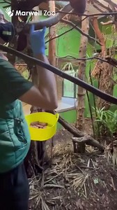 1.6K views · 46 reactions | Go behind the scenes with our Primates Team!  Earlier this month to celebrate #InternationalPrimateDay our amazing Primates Team took over our Instagram and Facebook stories! Watch the full video on YouTube: bit.ly/3POUfW2 Let us know who you'd like us to go behind the scenes with next in our comments. 漣 | Marwell Wildlife | Facebook