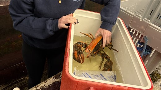 Lobster caught off Cape Cod has exceedingly rare genetic mutation. That saved its life.