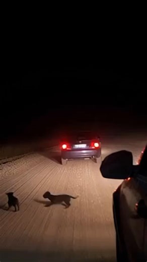 🐶 🚨 Heartbreaking: Puppies Tossed to Road as Car Speeds Away! 🐶 🐕💥🚨