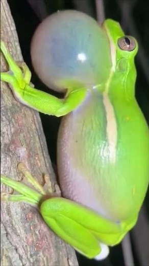 @Original Sound of White-lipped Tree Frog! #original #birds #birdsounds #animals #wildlife