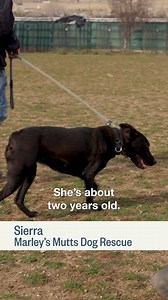 3 comments | Meet Sierra, a two-year-old Australian Kelpie mix...