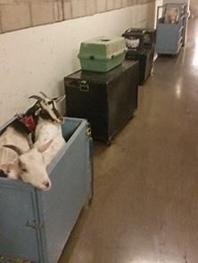 15K views · 273 reactions | Animals used in shows were found stuffed in small boxes behind stage. This article explains how many animals are exploited for entertainment: animal-ethics.org/circuses-shows/ Video: Hani Levi | Animal Ethics | Facebook