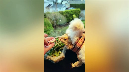 Designer makes pet bearded dragon Easter bunny costume