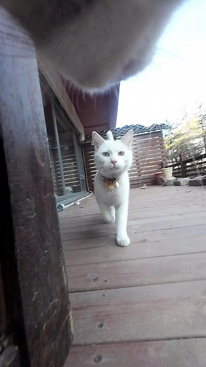 Maxwell isn't scary, either—he has cat friends, too#cats | cat