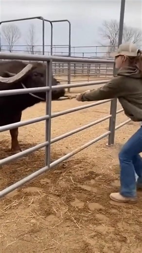 Water Buffalo Suddenly Pulls Woman 😱