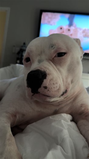 He doesn’t wana hear ittttt the dramaaaaa #pork #fyp #staffy #pitbull | pitbulls
