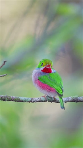 👉 En Cuba 🇨🇺 vive una obra de arte con alas, Cubantody 4K🪽 #cuba #birds #birdsofcuba #sony