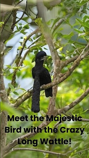 Unbelievable Facts About the Long-Wattled Umbrellabird