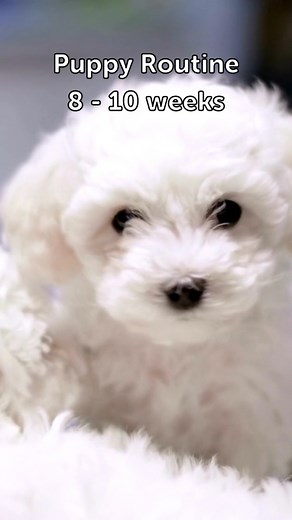 1.1K views · 270 reactions | Pups thrive on routine! You might...