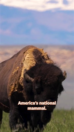 American bison have roamed this land for thousands of years. Discover bisons’ incredible comeback story on Mutual of Omaha’s Wild Kingdom Protecting the Wild. Stream “Rewilding the American Prairie” from season 2 of Protecting the Wild to learn more. 🦬 #bison #bisontok #bisonconservation #american #americas250th #america250th