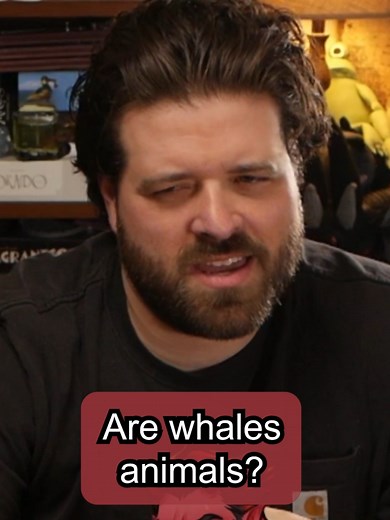 Are Whales Animals??? 🐳🤣 #dnd #ttrpg #dnd5e #dndtiktok #dndmeme #dungeonsanddragons #funny #nerd #fyp #fypシ