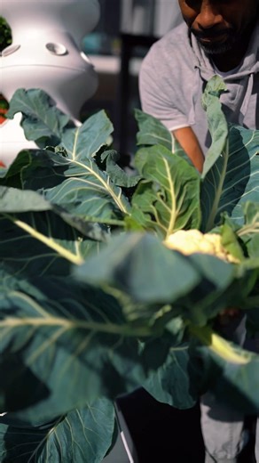 This is the year I'm going to grow the most food I've ever grown! Living in the desert can be challenging when it comes to food cultivation, but I believe I've found a solution by using a greenhouse with hydroponics. This is a Throwback to when I grew my first cauliflower, using a hydroponic tower. Follow along to see the journey! | Turnip Vegan