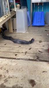 96K views · 429 reactions | In broad daylight?? #wildsnake #blackratsnake #easternblacksnake #ncsnakes #snakesofnc | Carolina Waterfowl Rescue | Facebook