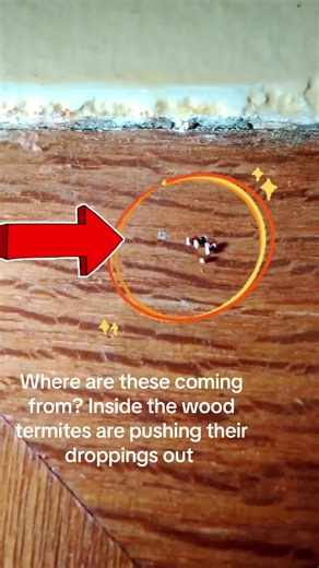 Tiny Termites: Fascinating Dropping Behavior Explained