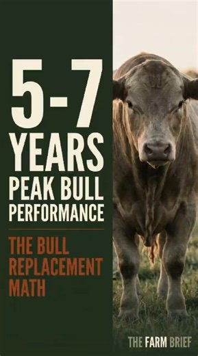 Why Most Ranchers Replace Bulls Too Early.