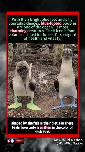 The Blue-Footed Booby’s Bright Feet Are Its Love Language#wildlife #animal
