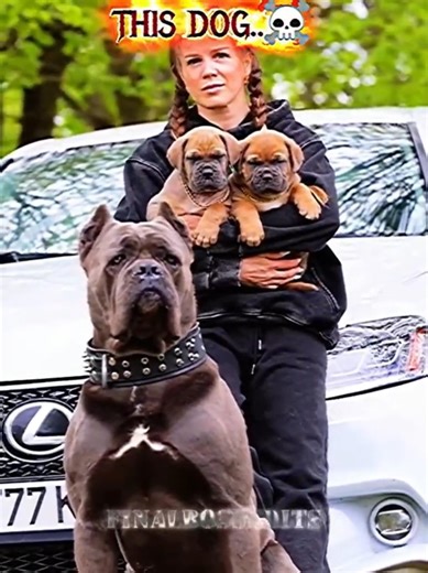 Other Dogs Protecting Vs Last one..💀#shorts #dog #trollface