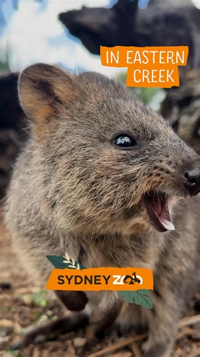 Quokkas have arrived! Visit Sydney’s favourite NEW zoo in Eastern Creek. Home to 4,000 animals. | Sydney Zoo