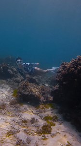 LET THE OCEAN BE YOUR PLAYGROUND! 🌊✨ Experience📍Free Diving in Cebu 🇵🇭 💡Cebu is home to several world-class free diving schools and training centers, where beginners can learn the fundamentals and experienced divers can further enhance their skills. 📲 More details about this place on www.sugbo.ph and use the blog search! 🎥 @izaited | 📩 Get FEATURED on Sugbo.ph and submit your photos of Cebu by messaging us at m.me/SugboPH/. | Sugbo.ph
