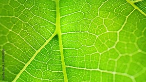 Mulberry leaf, revealing its vibrant green color and distinct shape. As the lens moves closer, the tiny veins become more visible, forming an intricate network across the leaf's surface. 4K