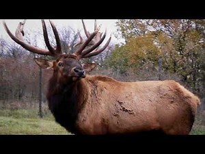 Majestic Elk Bugle: The Wild Call of the Forest King! 🦌🌲