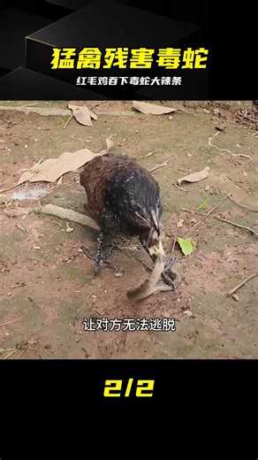 紅毛雞吞下劇毒銀環蛇大辣條，太以毒攻毒了 #红毛鸡，银环蛇，毒蛇，大辣条，猛禽