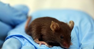 List of All SOPs and Documents for In-vivo Laboratory