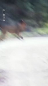 198K views · 315 reactions | Lion Battle - King VS King | Exo Wildlife | Facebook